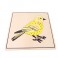 Montessori Premium : Puzzle de l'oiseau